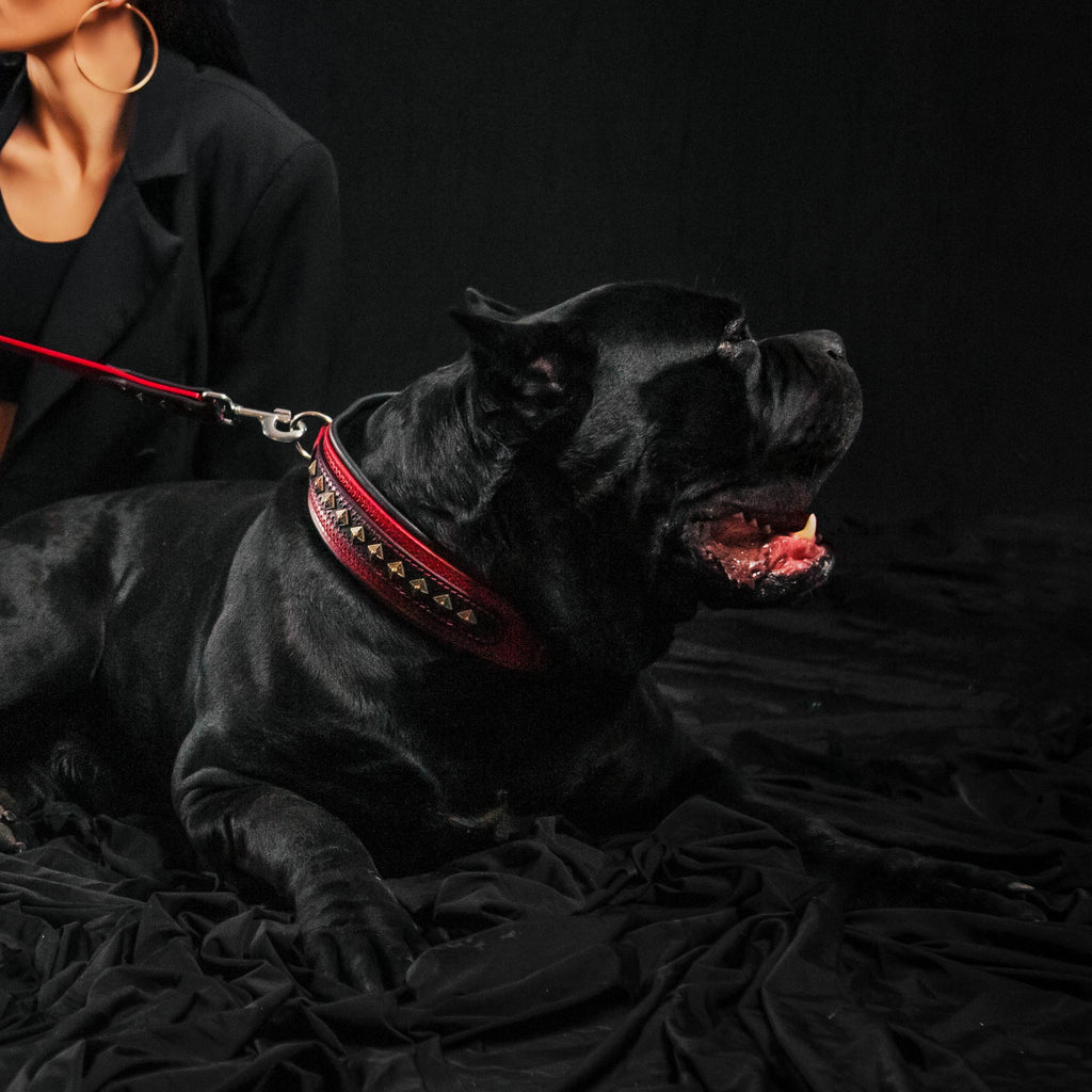 The "Balteus" red collar-1