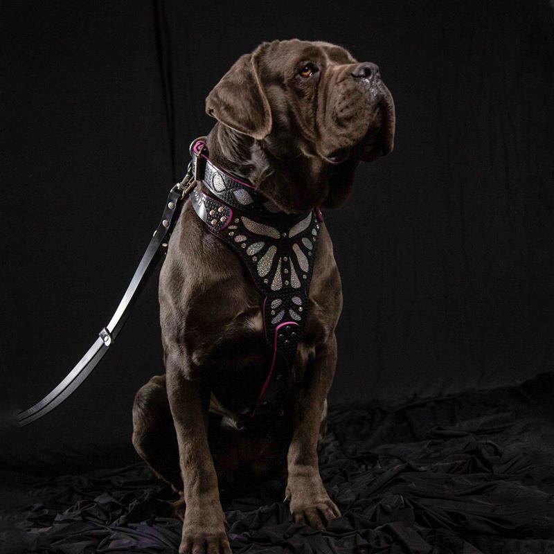 The ''Ariel'' collar-3