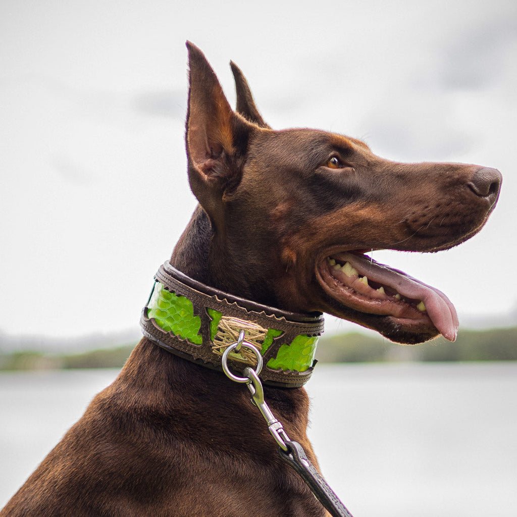 The ''Venom'' collar-4