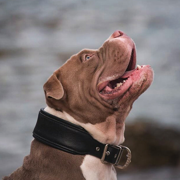 Plain "Style" collar black-1