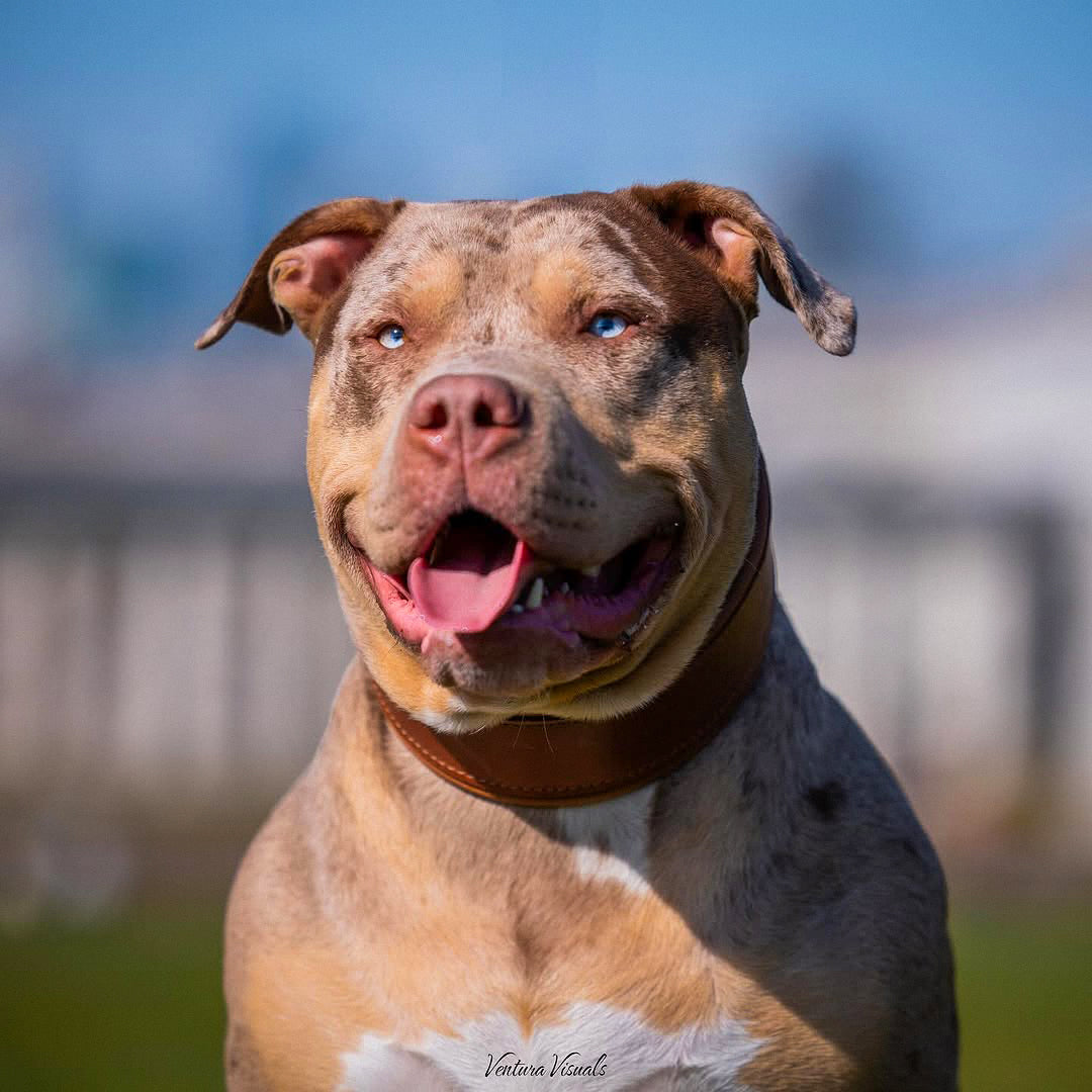 Plain "Style" collar brown-1