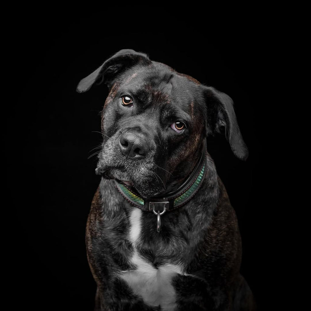 The ''D`Albertis'' collar-3