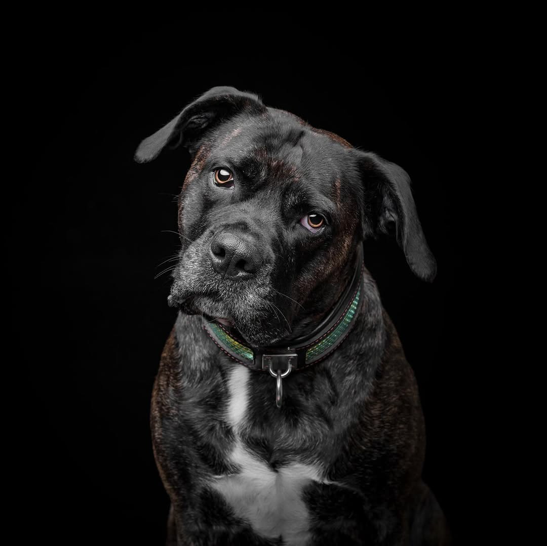 The ''D`Albertis'' collar-3