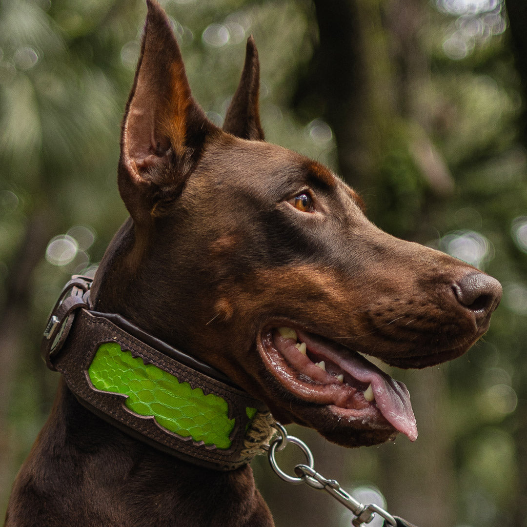 The ''Venom'' collar-3