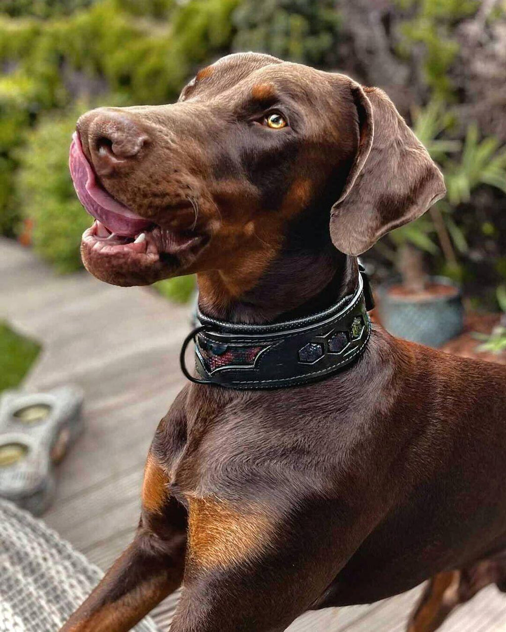 BATDOG collar-2
