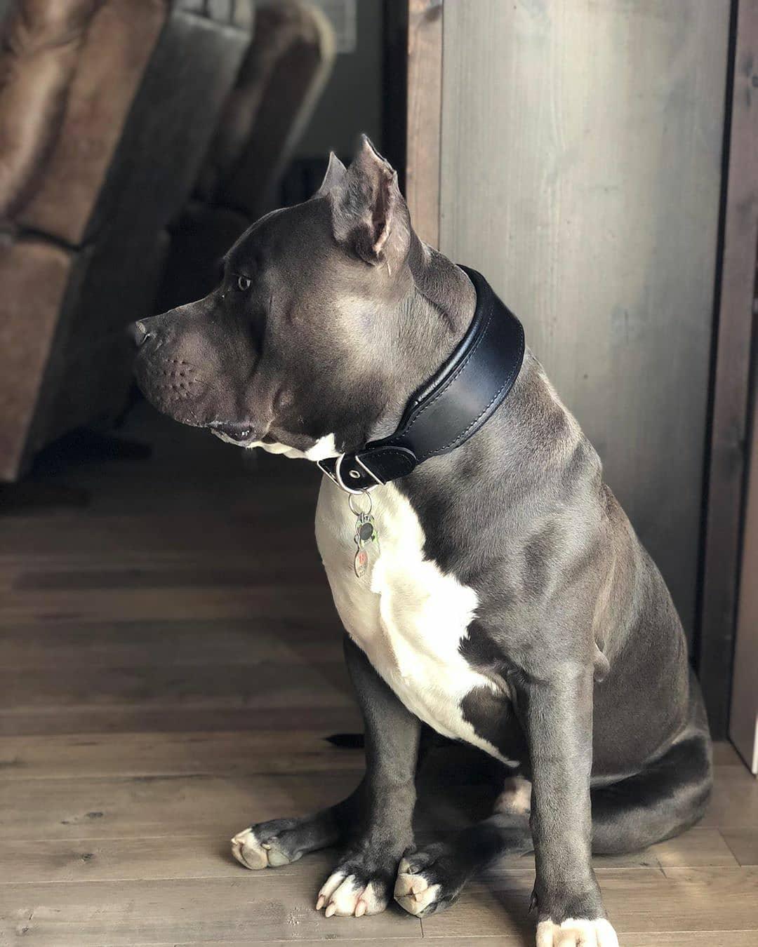 Plain "Style" collar black-2