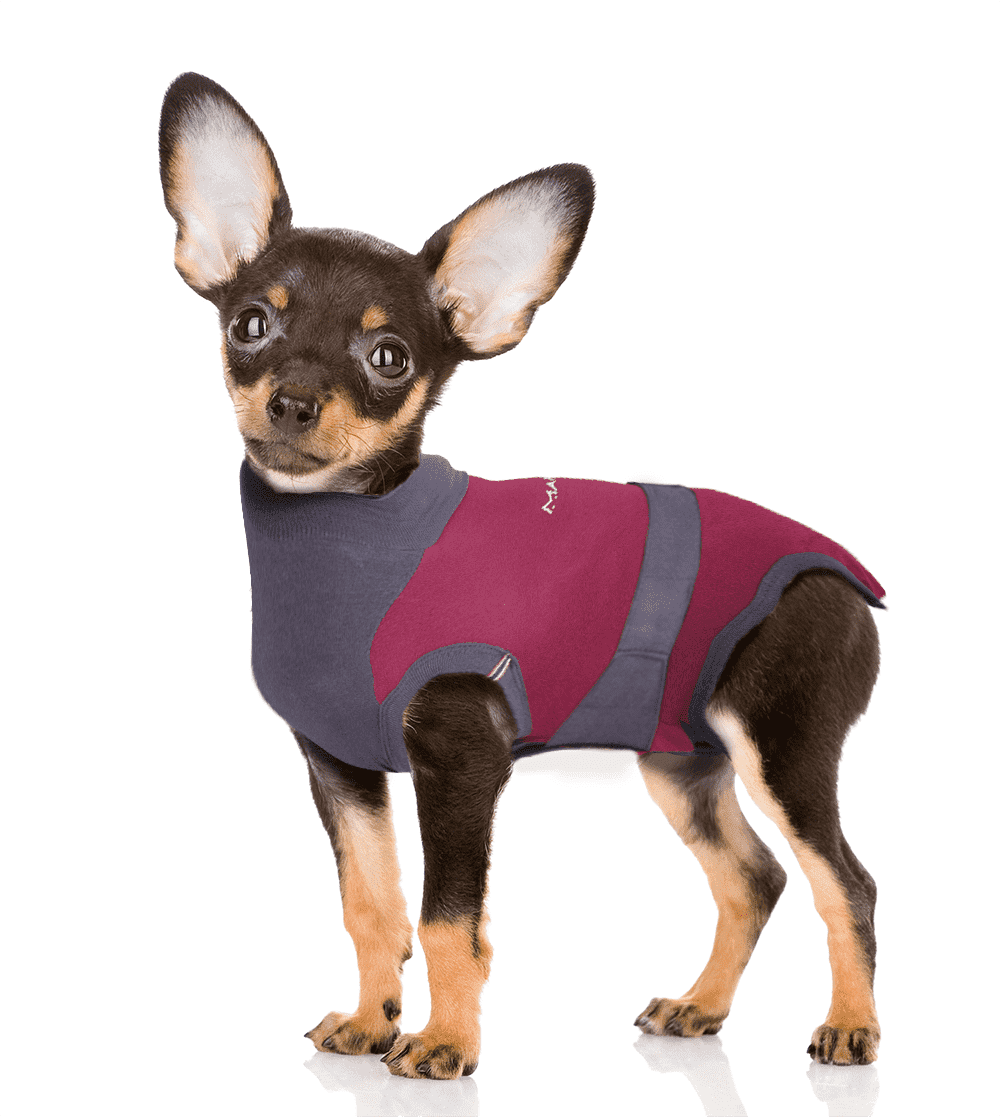 ⭐️Purr. Meow. Woof.⭐️ - MAXX Medical Pet Care Clothing For Dogs - 4XS / Firebrick
