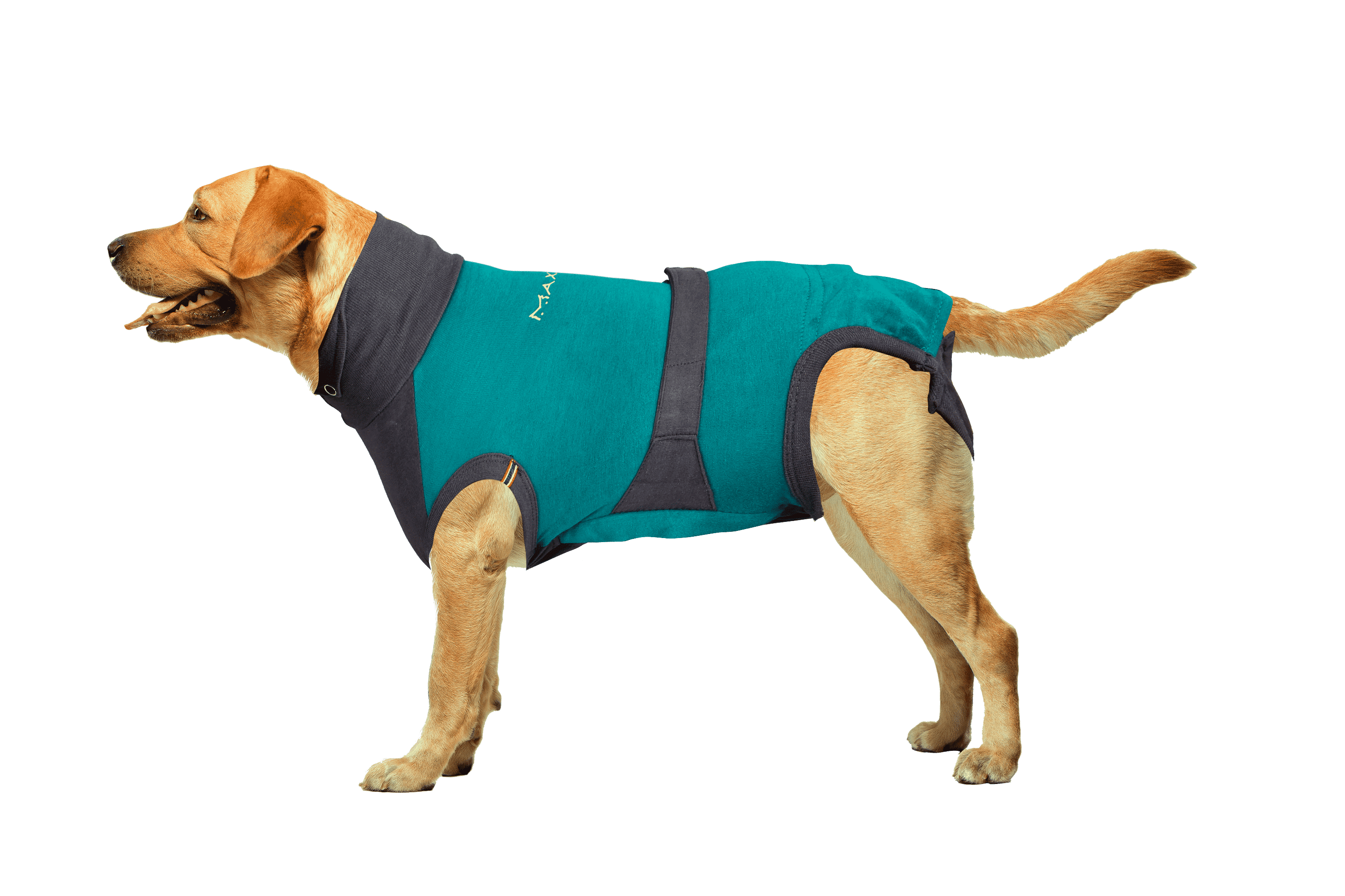 ⭐️Purr. Meow. Woof.⭐️ - MAXX Medical Pet Care Clothing For Dogs - L / SeaGreen