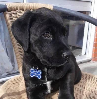 ⭐️Purr. Meow. Woof.⭐️ - Name Front & 2 Numbers Back | Bling Bone Aluminum | Dog ID Pet Tag - Purple