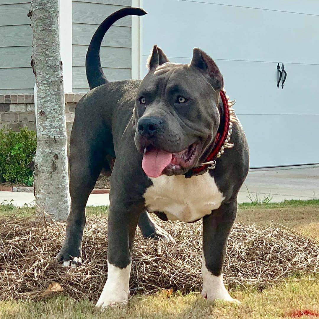 the "DAVID" hand stitched 3.15 inch wide show collar-3